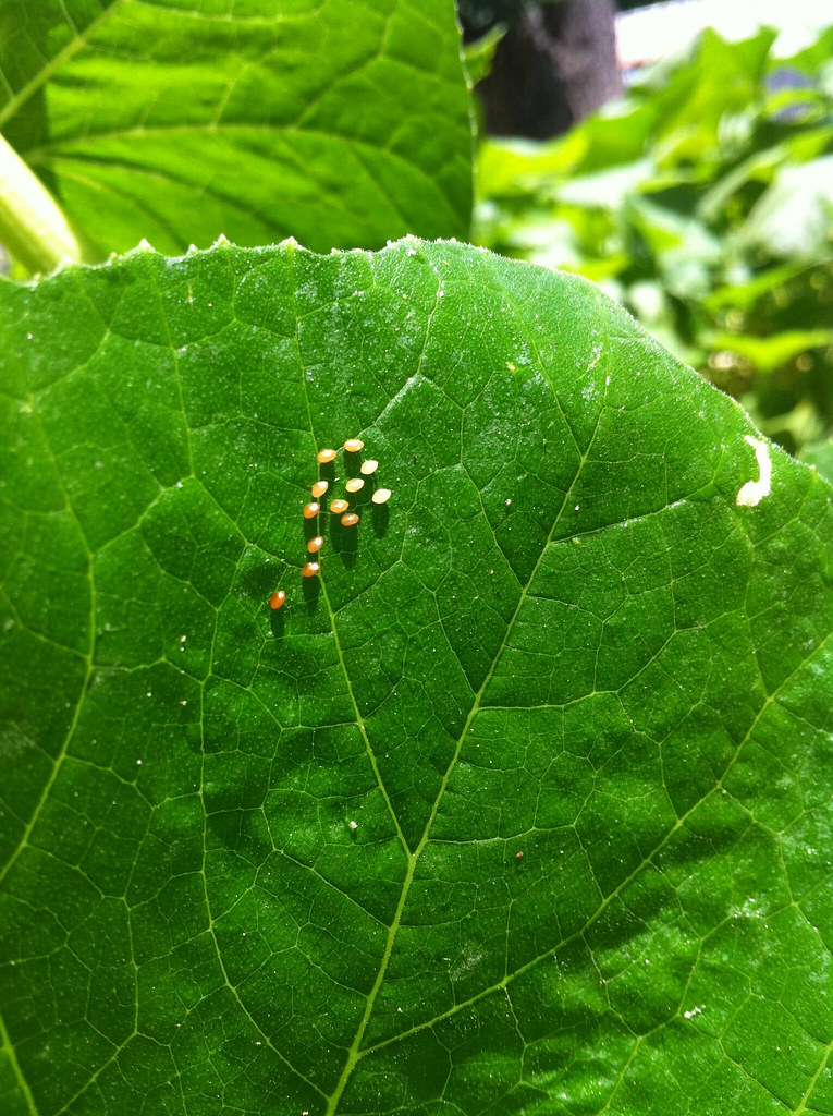 little iridiscent eggs on my summer squash leaves well, th… Flickr
