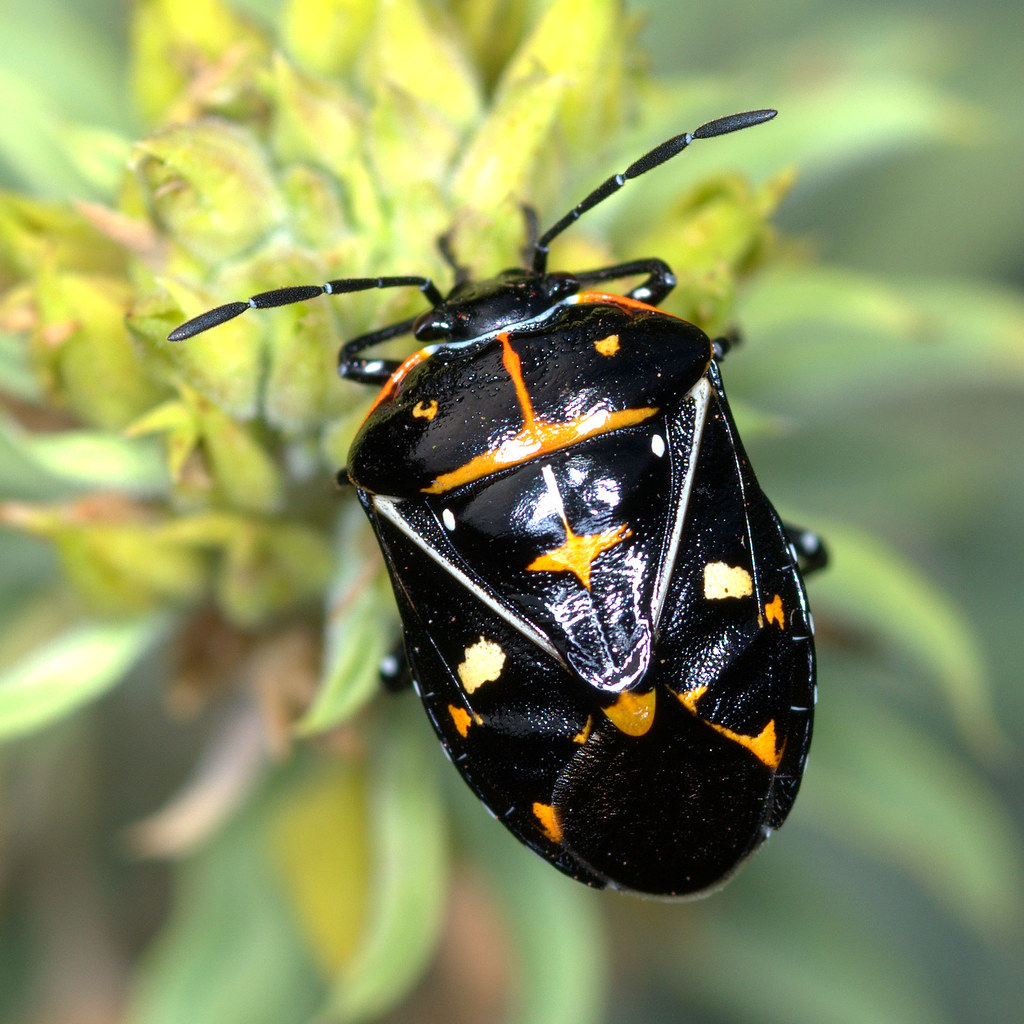 Harlequin Cabbage Bug The harlequin cabbage bug (Murgantia… Flickr