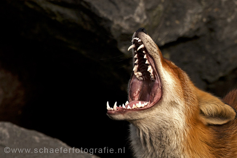 The teeth of a Red Fox www.schaeferfotografie.nl Flickr