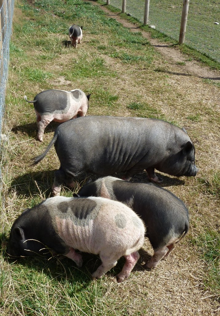 Pigs Miniature vietnamese pot bellied pigs to be precise … Flickr