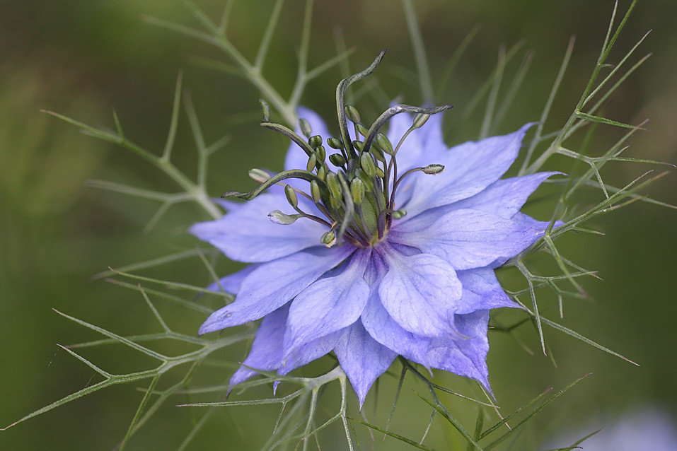 Nigella flower Nigella flower Brian Valentine Flickr