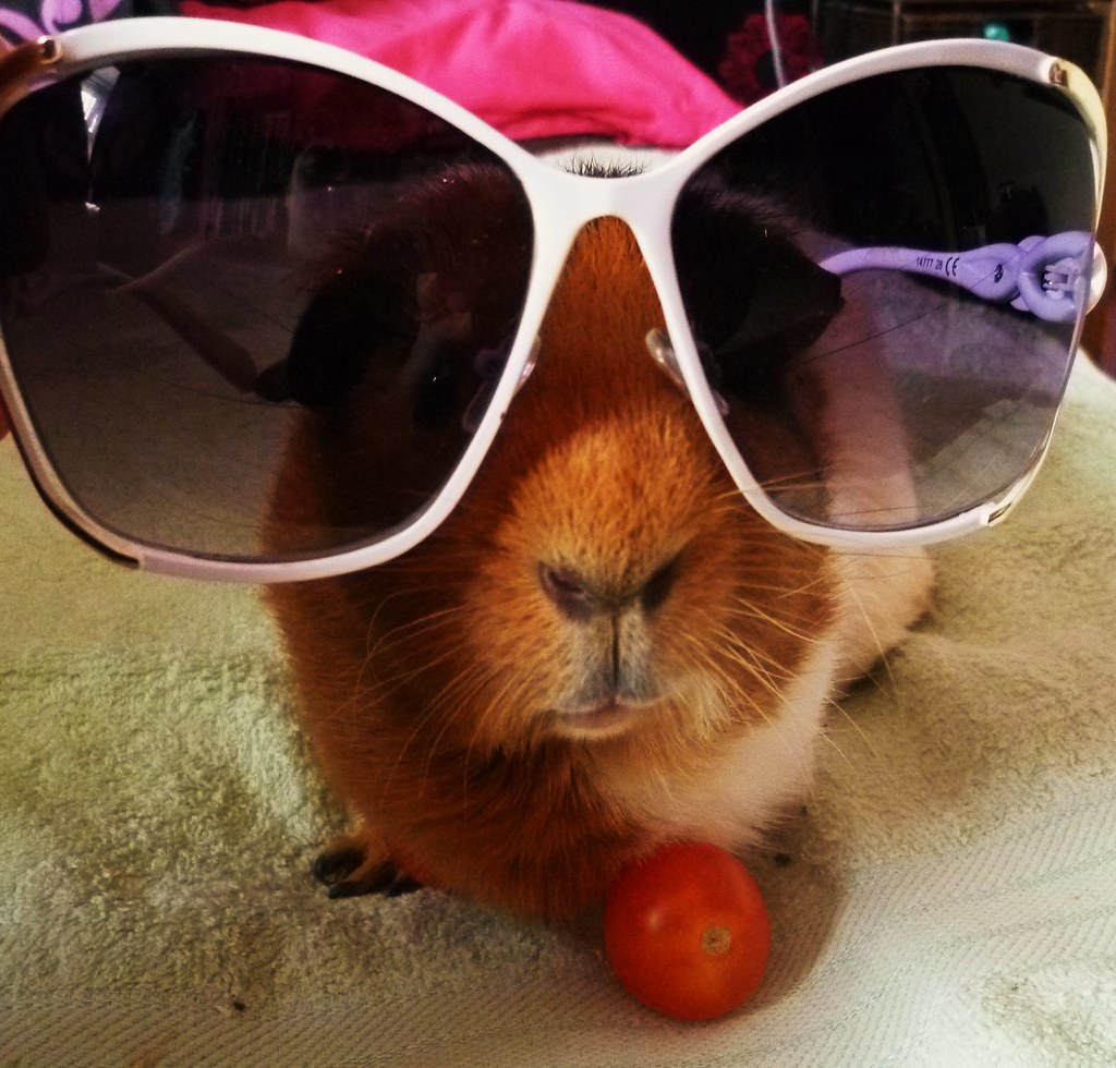 My Guinea Pig Fudge looking cool!! haha Rebecca Smith Flickr