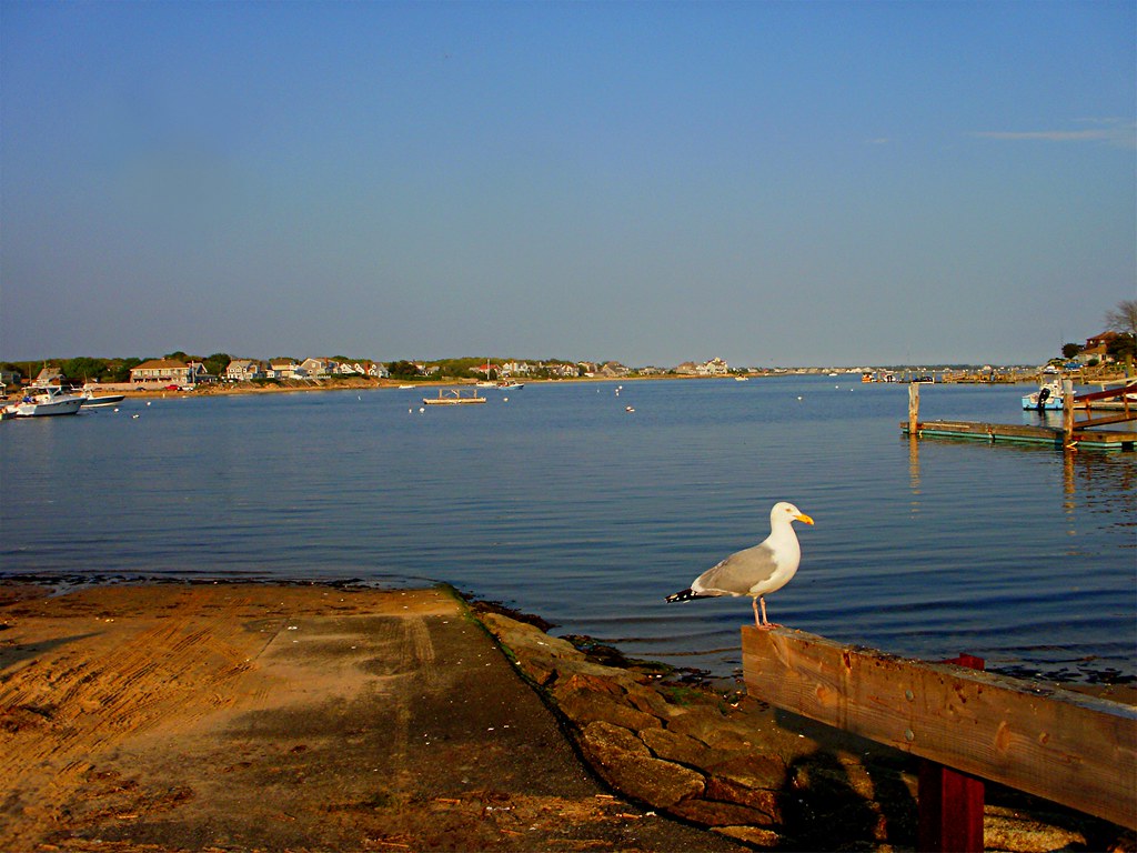 Gull in a Landscape Hyannis, Cape Cod, MA, USA Maure Briggs