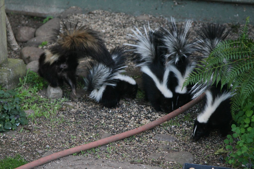 New skunk family Baby skunks under the bird feeder behind ??? Flickr