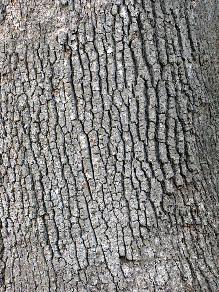 Oak Bark The trunk of a mature Quercus alba (White Oak) tr… Flickr