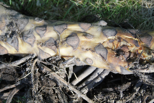 Lily Pad Root Flickr Photo Sharing!