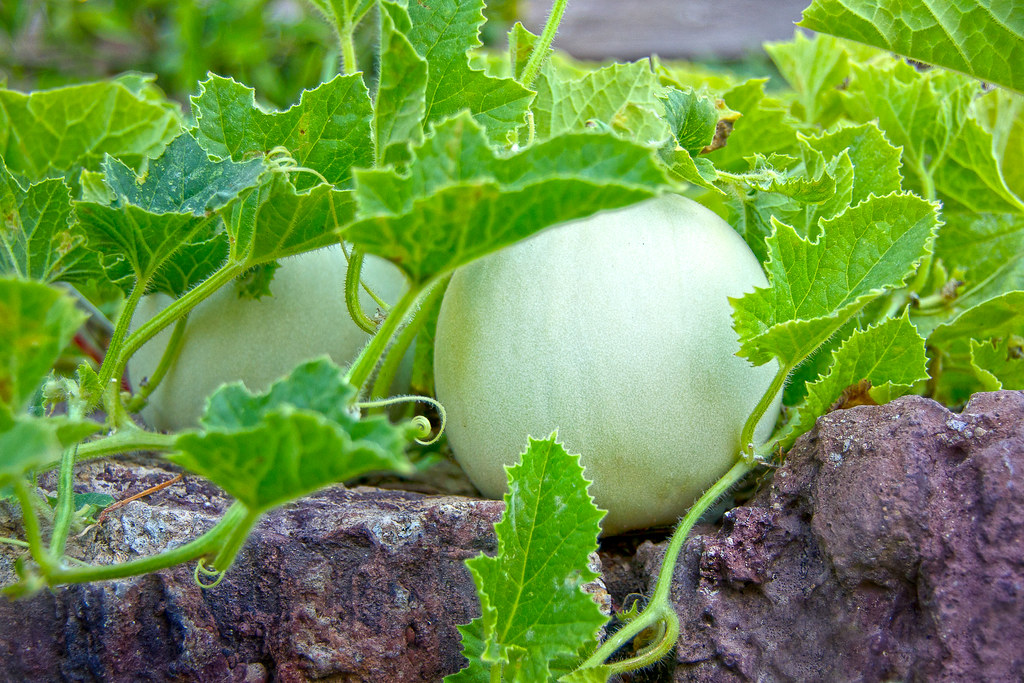 Honeydew melons Musk Melons growing in our backyard. We