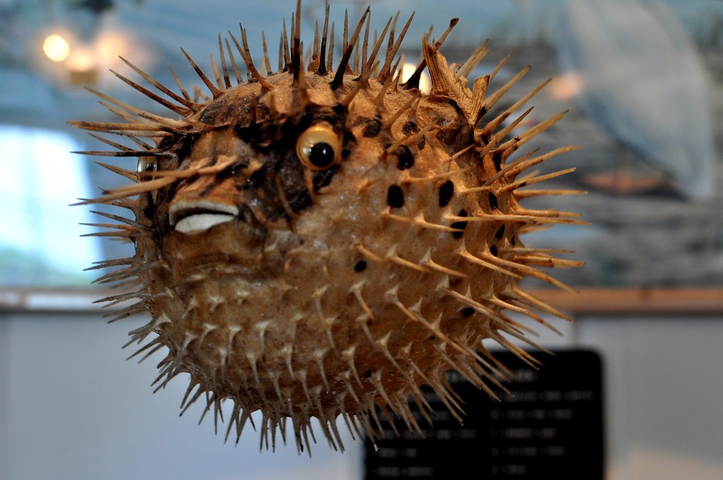 Just a dried out puffer fish. HayFal Flickr