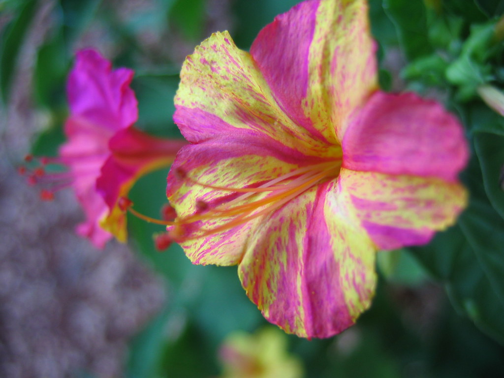 Mirabilis Jalapa. Four o'clock flower or Marvel of Peru. Flickr