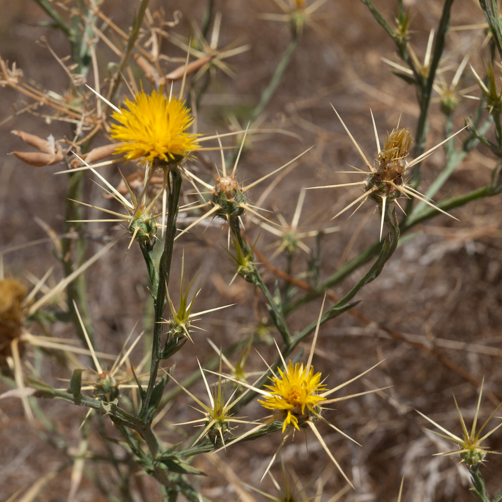 Yellow Starthistle (Centaurea solstitialis) Yellow Start… Flickr