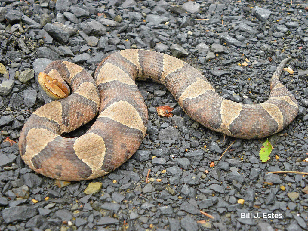 Northern Copperhead (Agkistrodon contortrix mokasen) Flickr