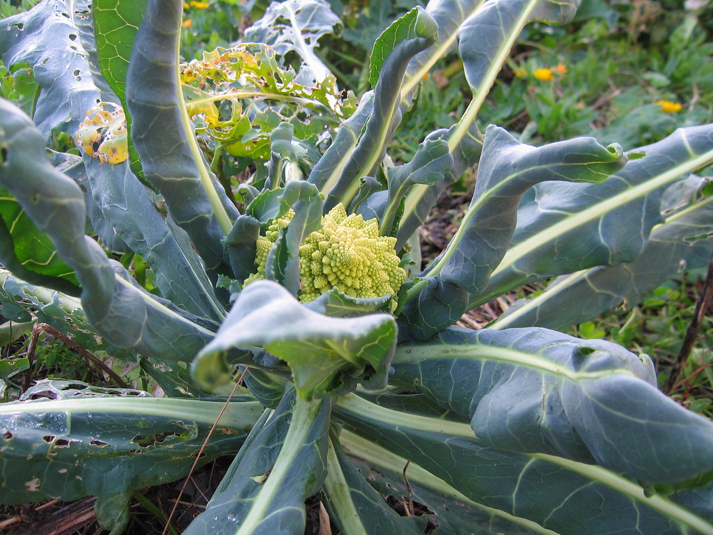 Broccoli Romanesco head A Romanesco Broccoli plant