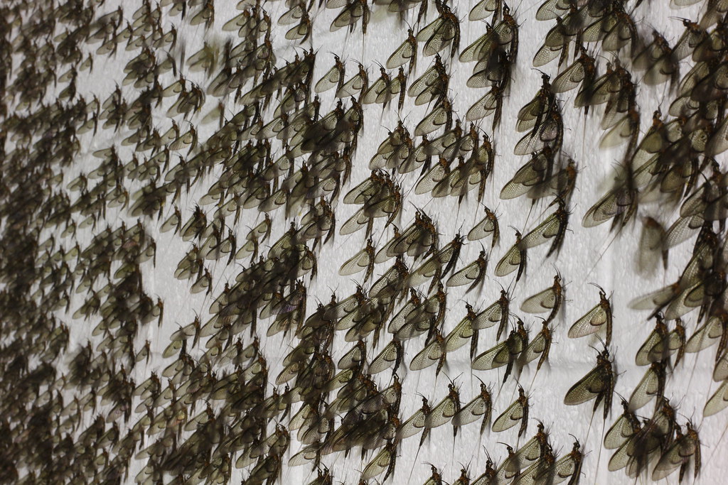 fish flies swarm dubuque nate ellison Flickr