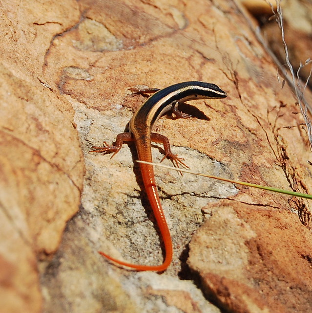 Red tailed skink Flickr Photo Sharing!
