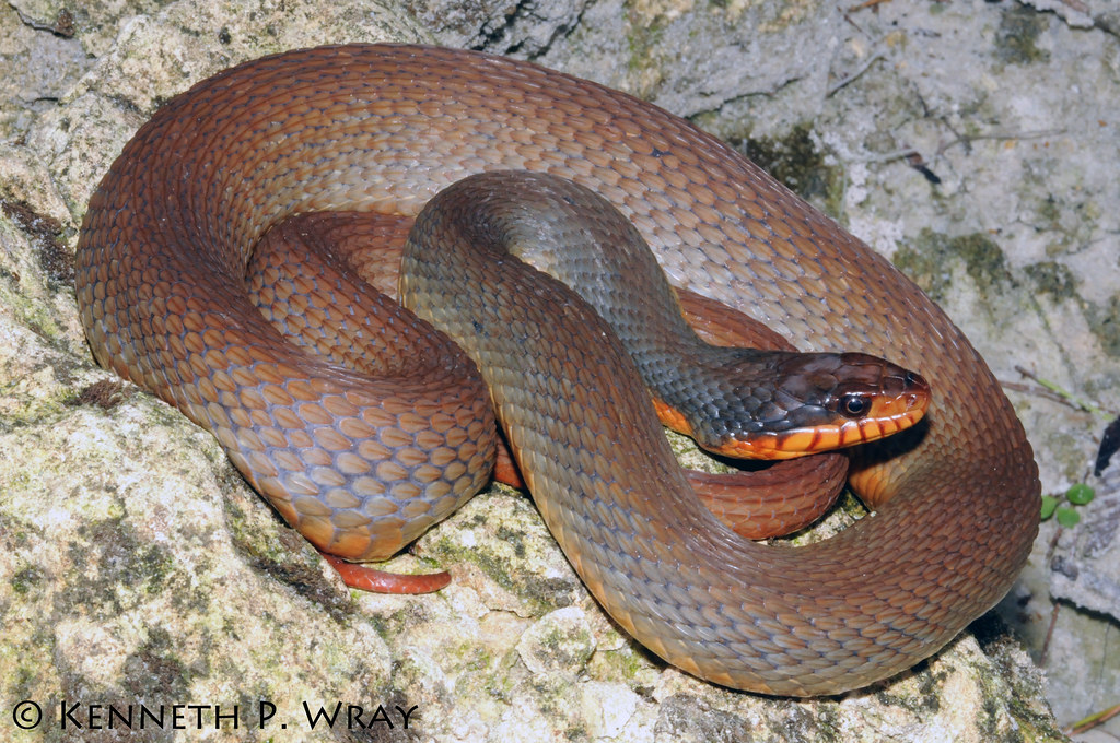 Nerodia erythrogaster erythrogaster (Redbelly Water Snake)… Flickr