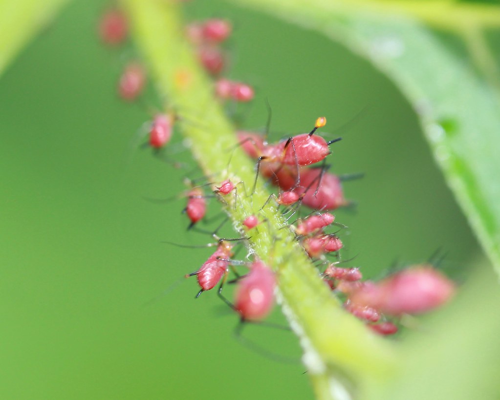Red Aphids on Heliopsis ; Red Aphids Organic Gardening A… Flickr