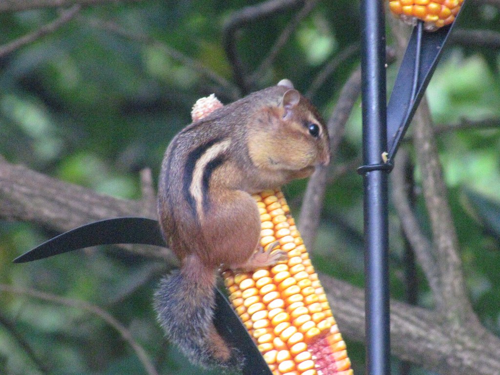 Chipmunk eating corn DeanyClick Flickr