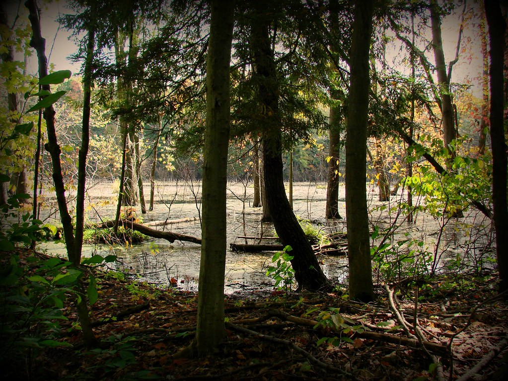Alabama Swamps I took this at the Iroquois National Wildli… Flickr