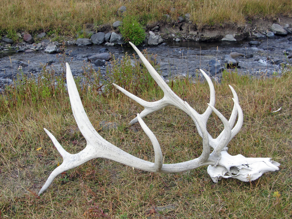 Elk antlers & skull, Lamar Valley Bob Conklin Flickr