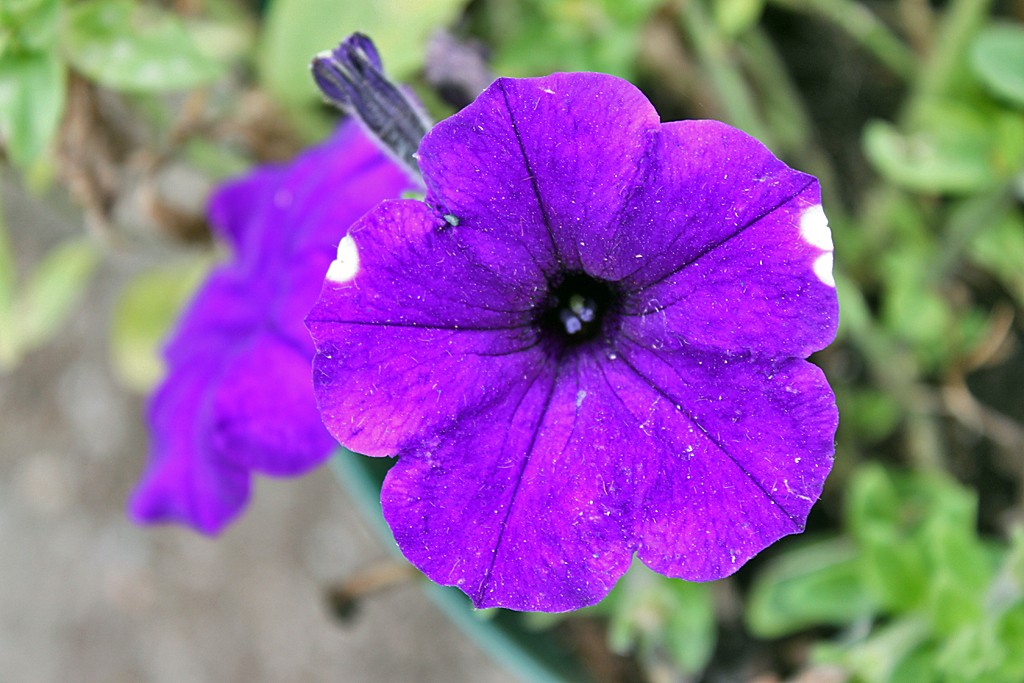 Dark Purple Petunia With Some White Spots A dark purple pe… Flickr
