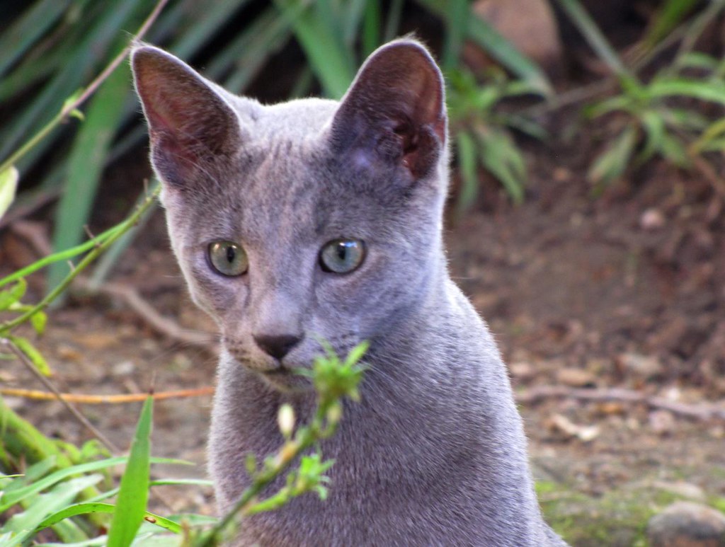 Enzo 6 months Russian Blue kitten, from Azreal Russians … Flickr