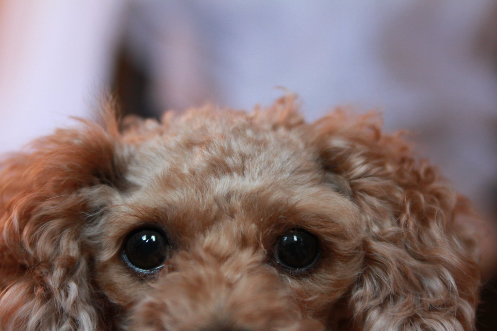 Poodle Eyes He's quite the mischievous devil but this pict… Flickr