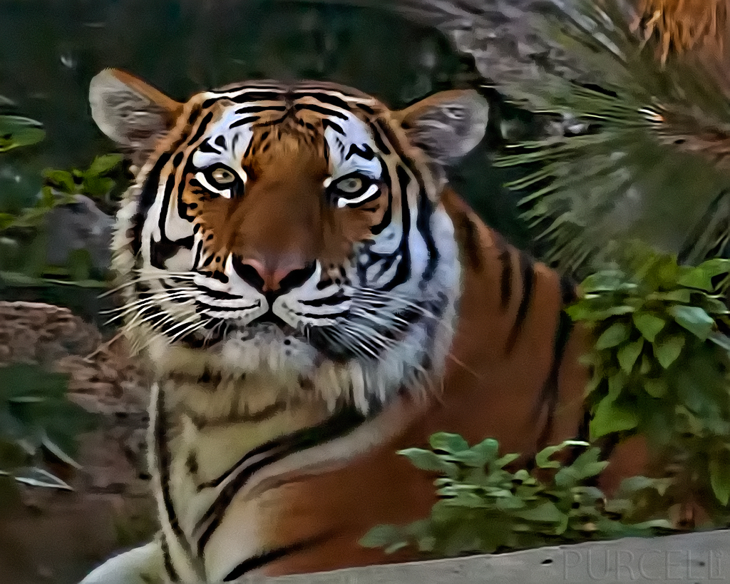 He who rides a tiger is afraid to dismount—Chinese Proverb