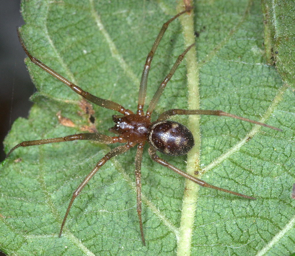 False Black Widow Male Dorsal View Of False Black Widow Flickr