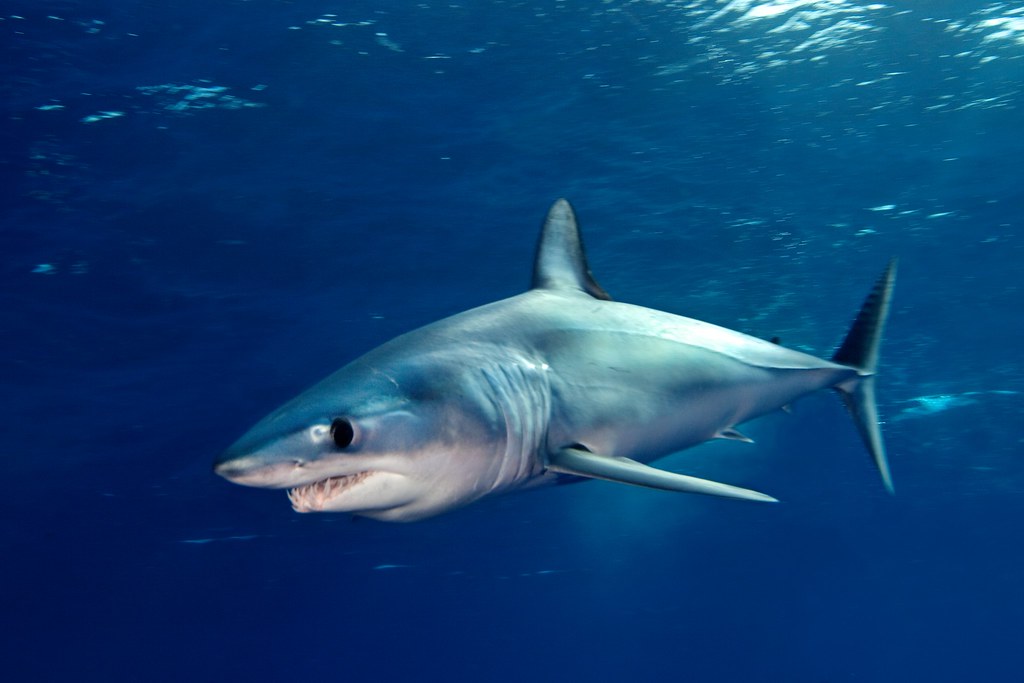 Longfin Mako Shark Isurus Paucus From the family Lamniformes Makos
