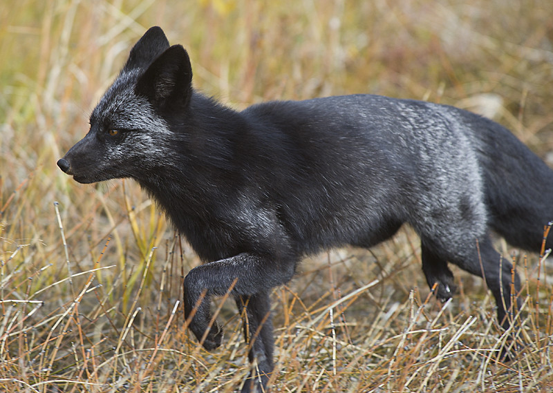 Black Fox 29 A black fox I found along the Alaska Highway … Flickr