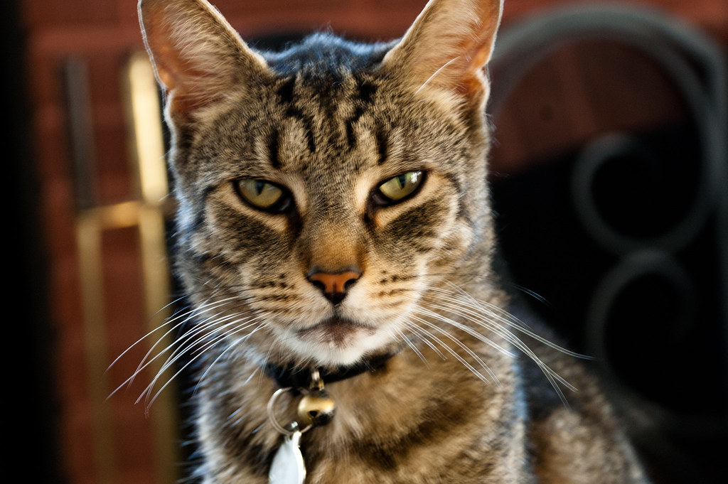 the cat with a ridge on his head Likes high places. Sleeps… Flickr