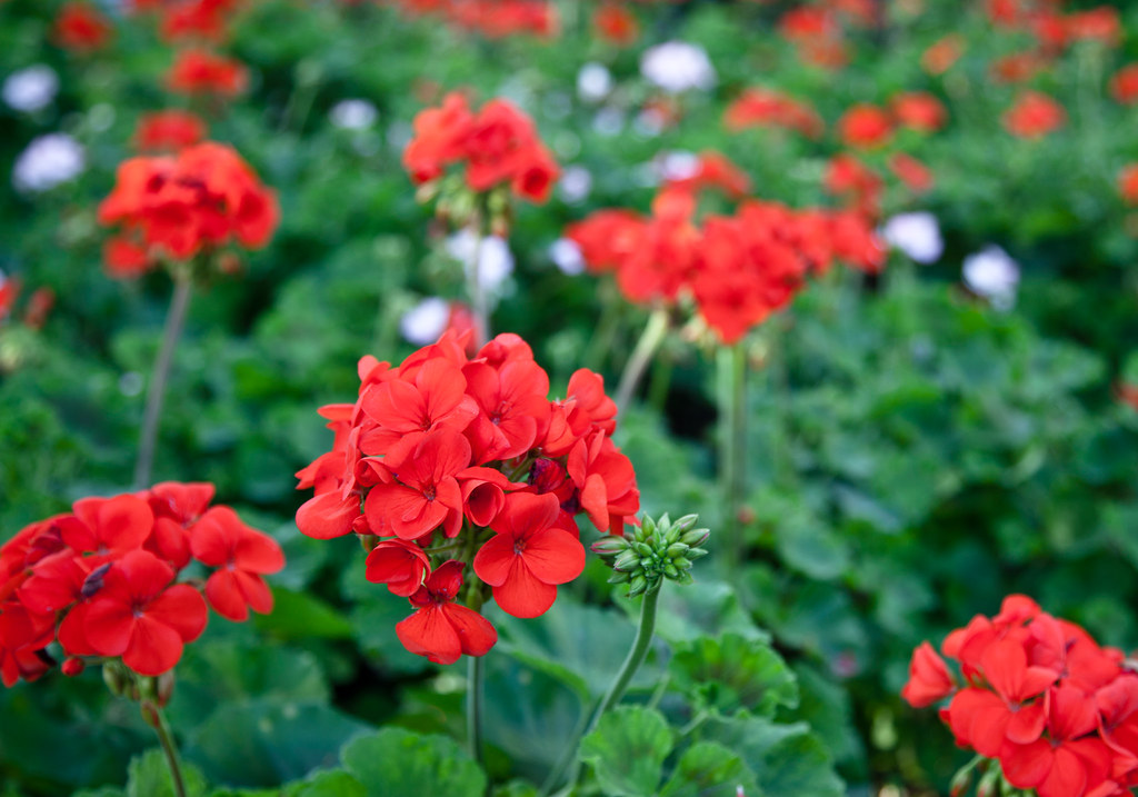 Geraniums enjoying last days of summer A sea of red gerani… Flickr