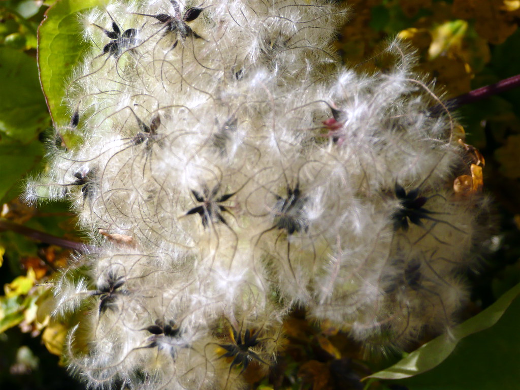 white fluffy seed pods Scorpions and Centaurs Flickr