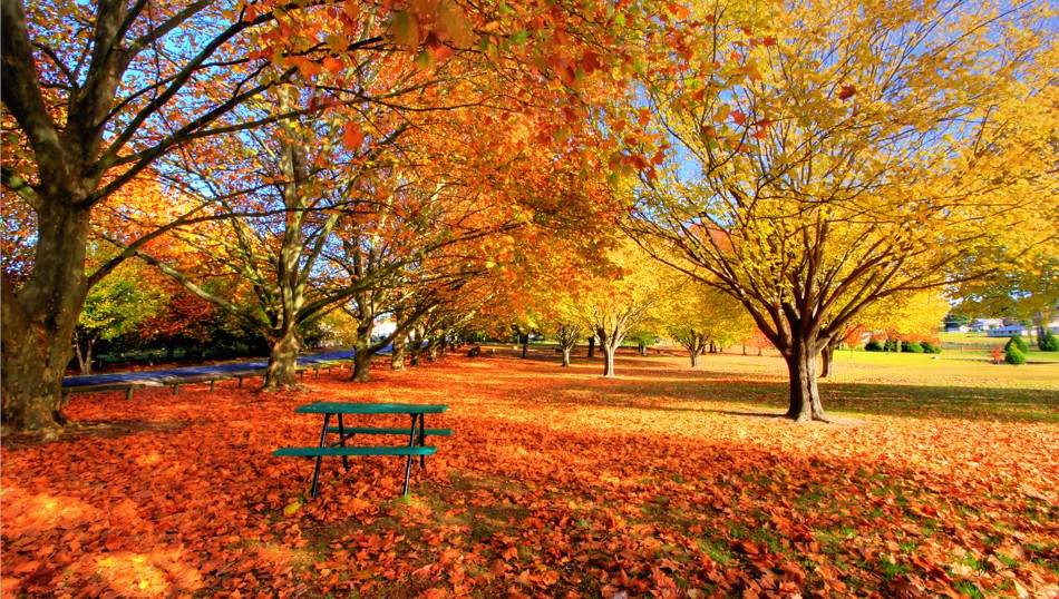 Colours of Tenterfield Autumn in the beautiful country tow… Flickr