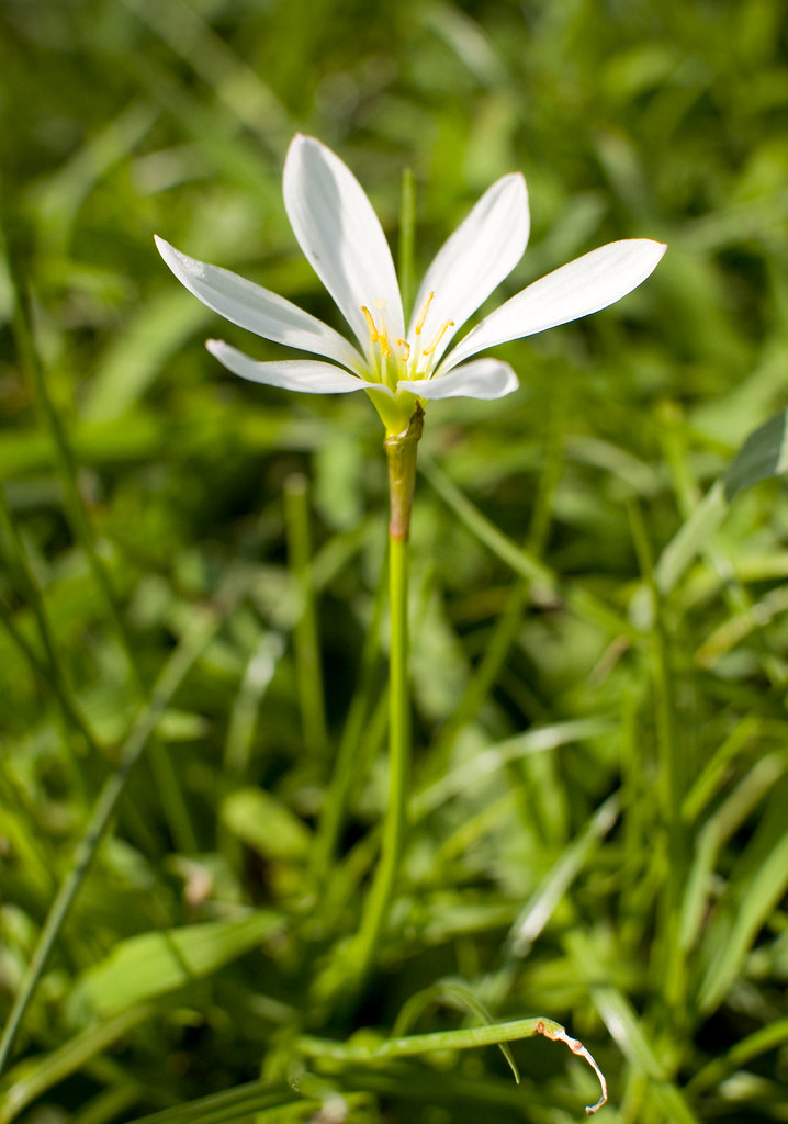 White Rain Lily タマスダレ Scientific name Zephyranthes