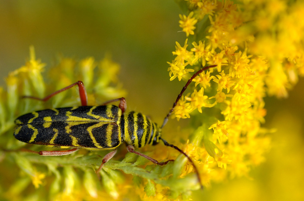 black and yellow beetle (not a fly), red legs more of yest… Flickr