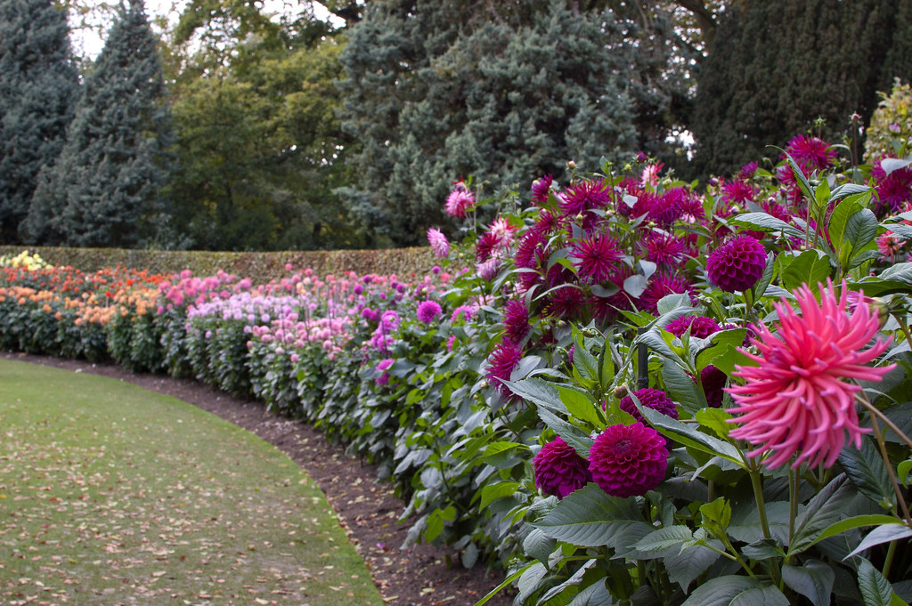 Dahlia Garden Anglesey Abbey Gardens, Cambridgeshire, Engl… Dave
