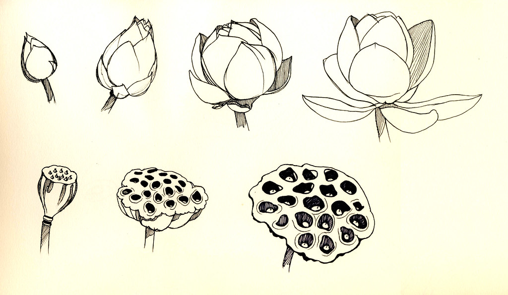 Lotus bud and pod lifetime sketch test khylin Flickr
