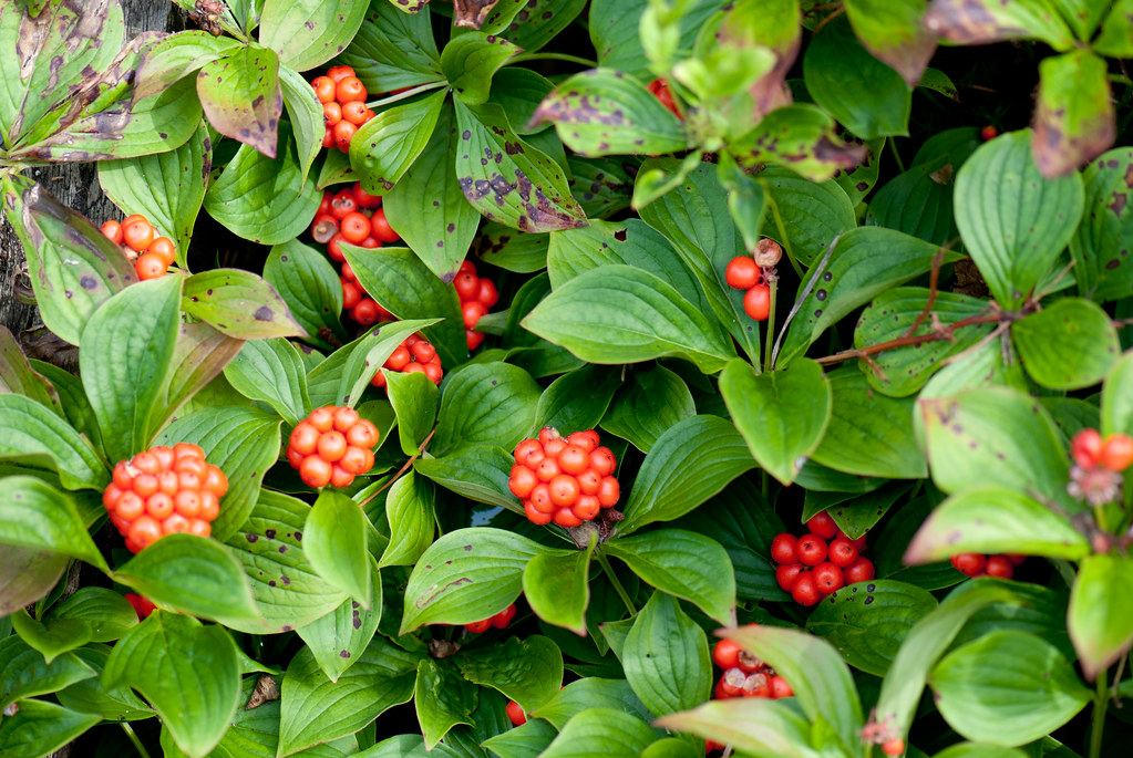 Red ground berries Vancouver 2010 Thomas Quine Flickr