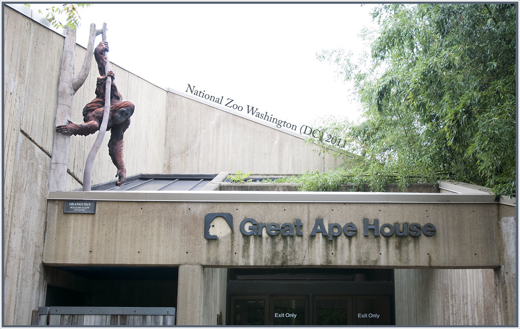 Great Ape House National Zoo Washington (DC) 2011 Flickr