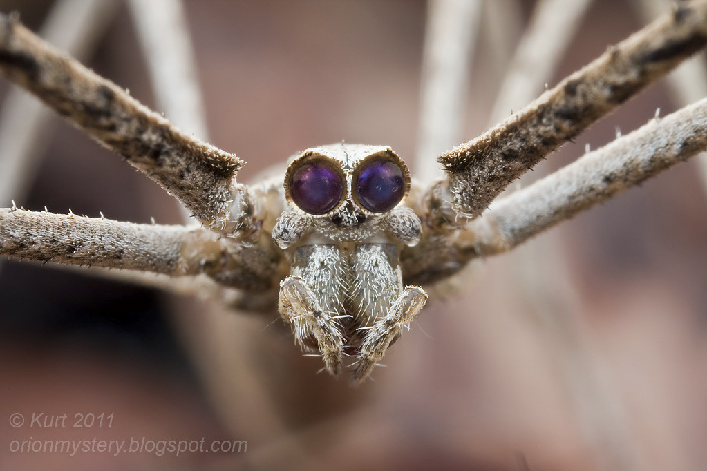 IMG_8954 copy Deinopidae Ogre faced spider / net casting