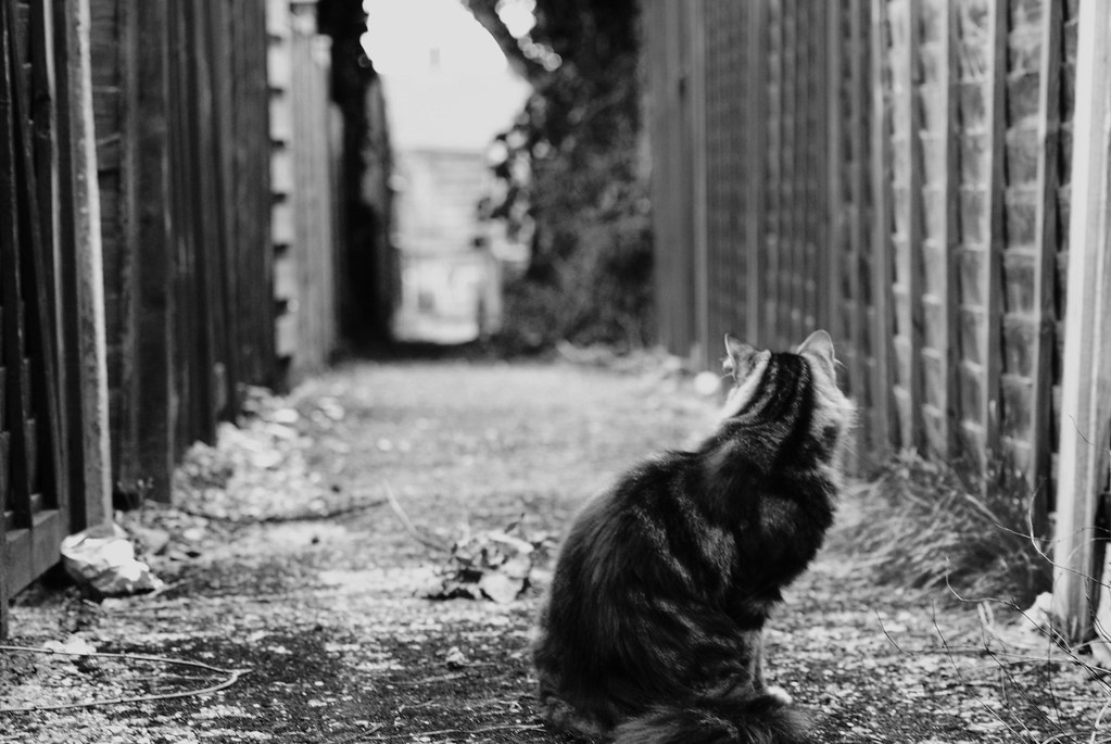 Alley Cat This is one of my favourite shots, I love the co… Flickr