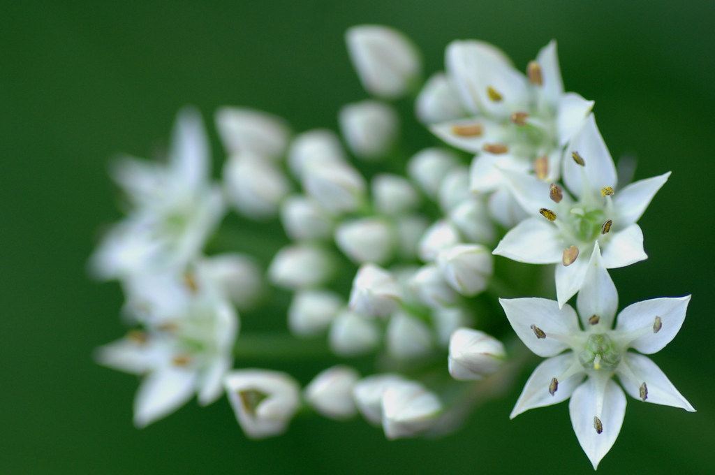 garlic chive flowers in the garden of riverdale farm, a sm… Flickr