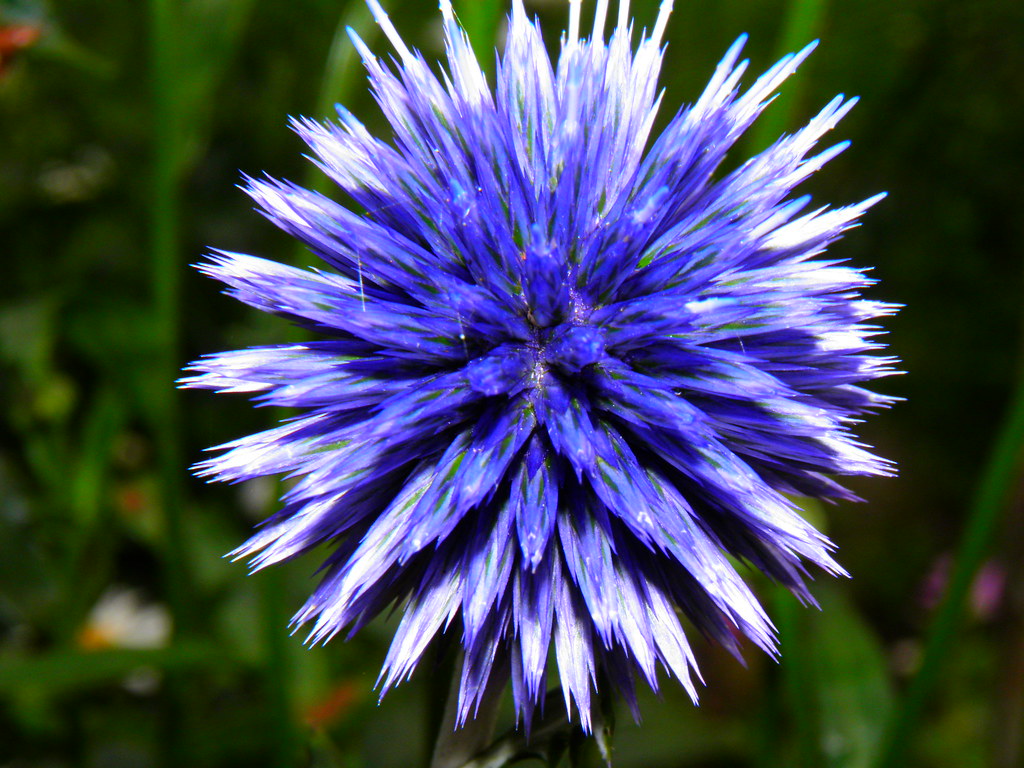 Spiky Blue flower Don't yet know what it is called, but it… Flickr