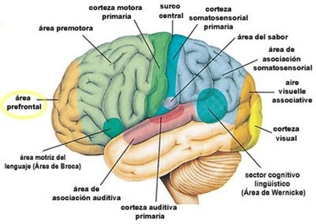 CORTEZA SOMATOSENSORIAL PRIMARIA PDF