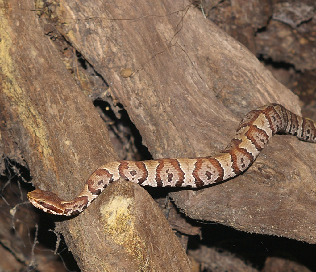 Florida Cottonmouth, south USA Agkistrodon pisciv… Flickr