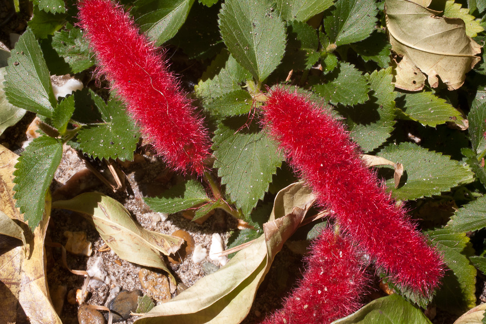Red Furry Flowers Macro photography in my garden, early sp