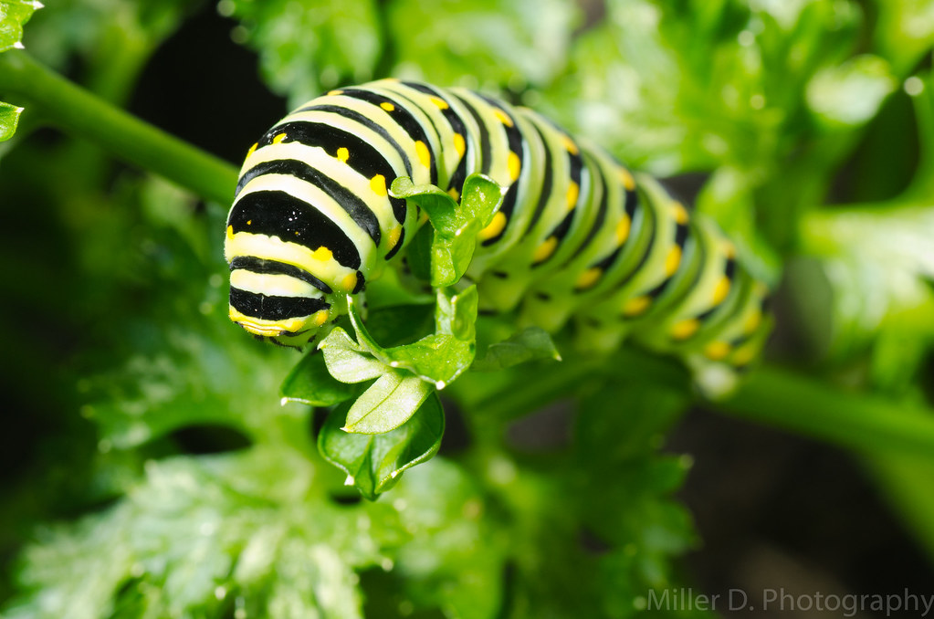 Black Swallowtail Caterpillar eating oregano Miller D. Photography