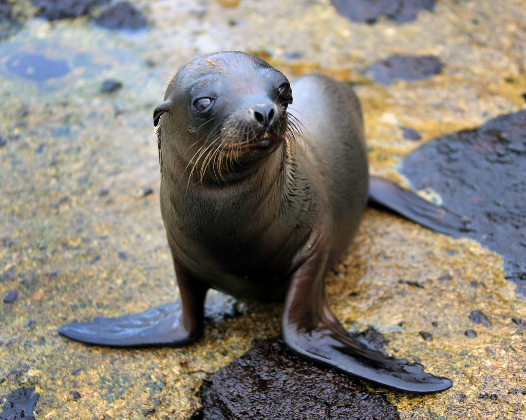 Baby Sea Lion on North Seymour A very young sea lion in th… Flickr