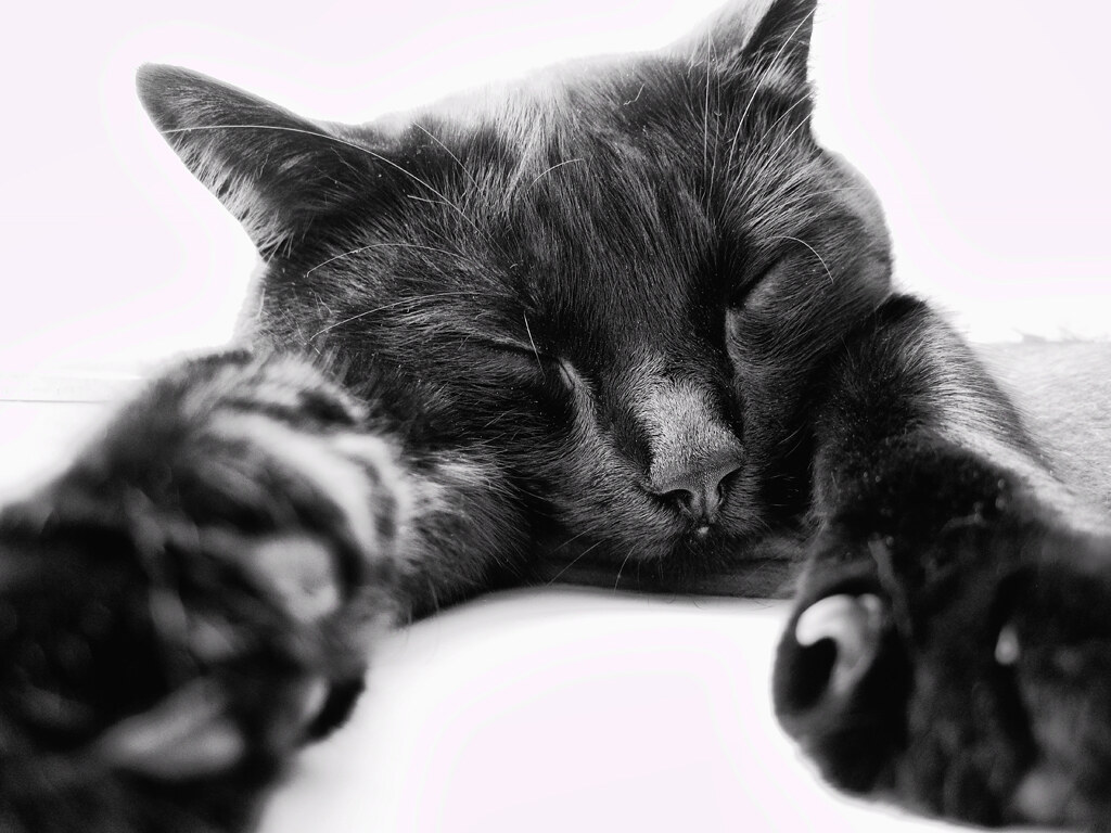Go Away! I'm Sleeping... I love the macro feature on my